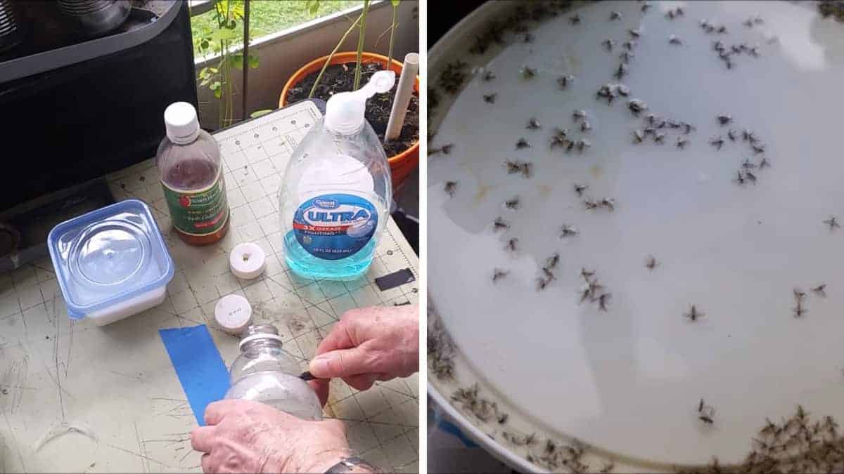 L’uomo usa quattro oggetti da cucina comuni in una semplice ricetta per sbarazzarsi di fastidiosi moscerini
