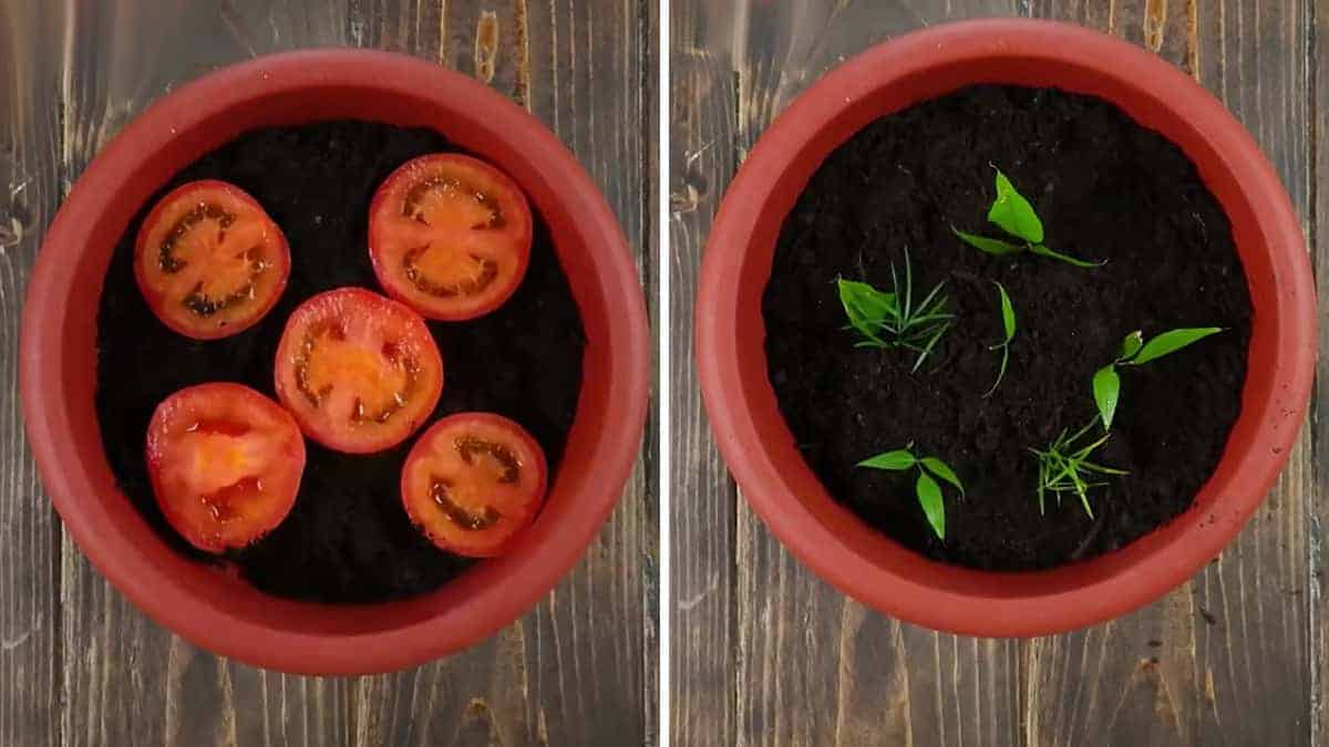 Il motivo per cui tanti posizionano quattro fette di pomodoro in un vaso con terra