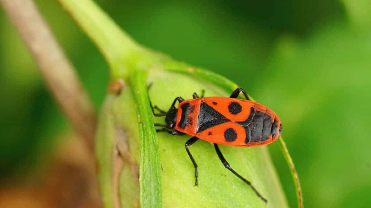 Insetti del fuoco (Pyrhocoris apterus): perché li devi avere assolutamente nel tuo giardino