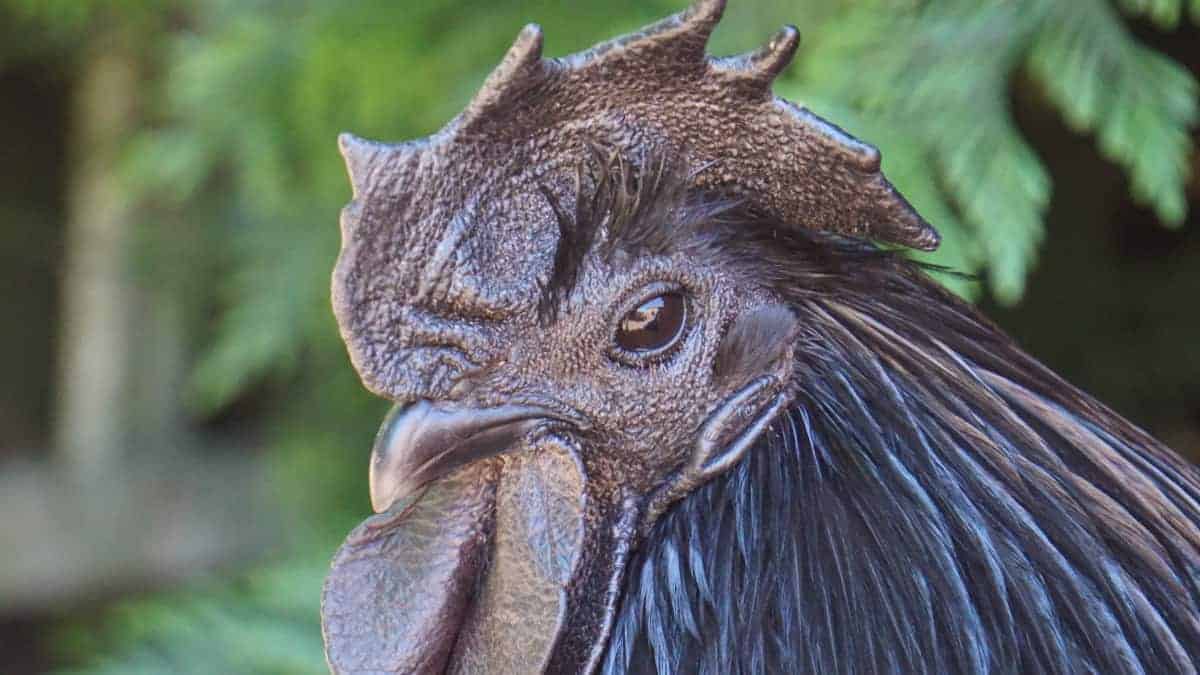 Ayam Cemani, gli enigmatici polli indonesiani di colore nero, il cui valore può raggiungere i 5000 euro per individuo