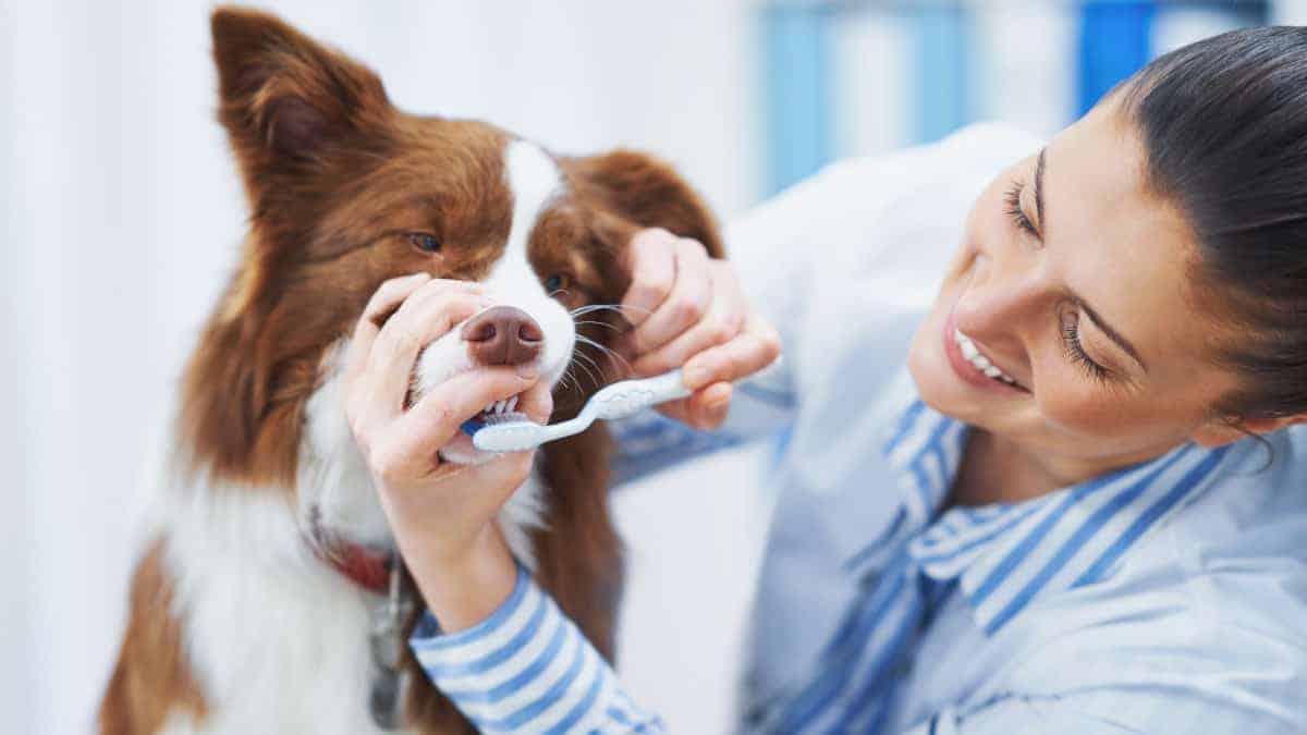 Come mantenere la salute orale del tuo animale domestico