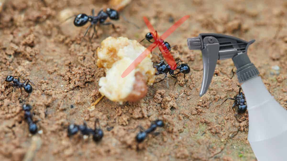 Miscela questi 2 ingredienti nello spray e dirai addio alle formiche! I migliori rimedi naturali