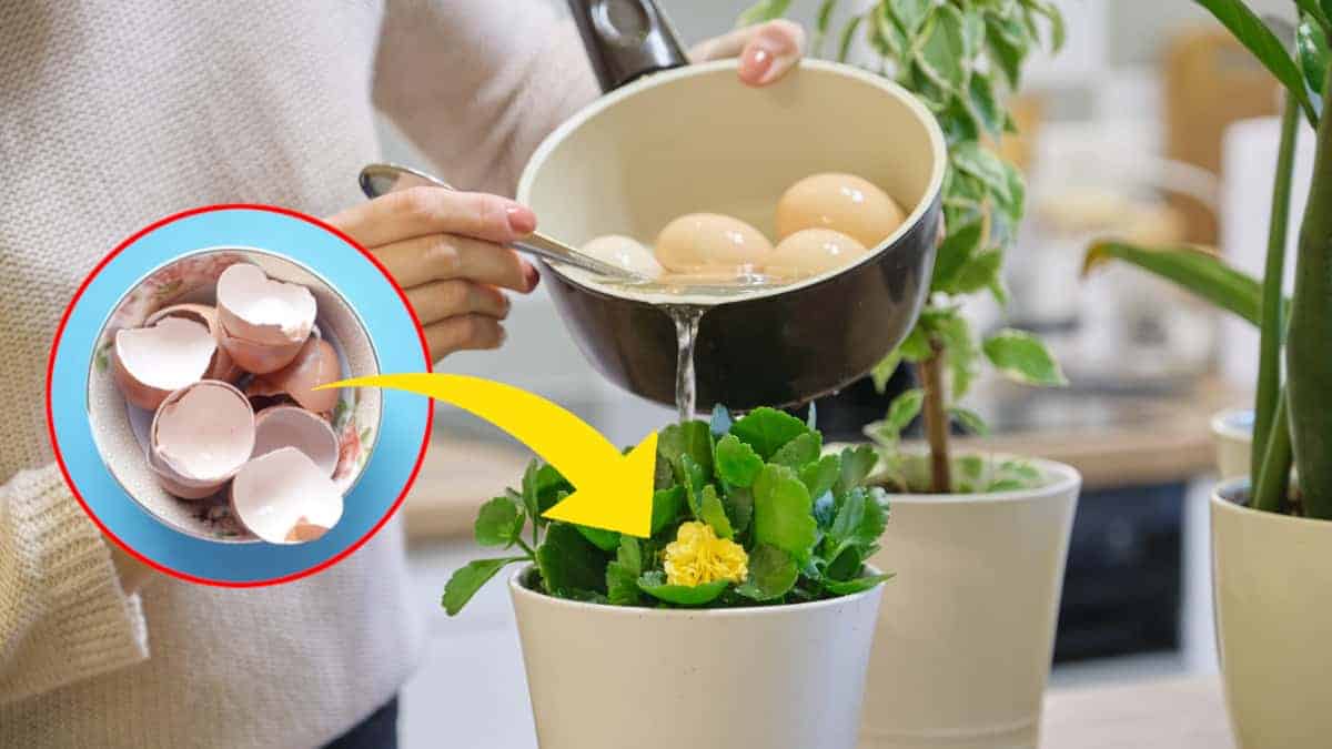 Tè al guscio d’uovo: un fertilizzante infallibile per le piante
