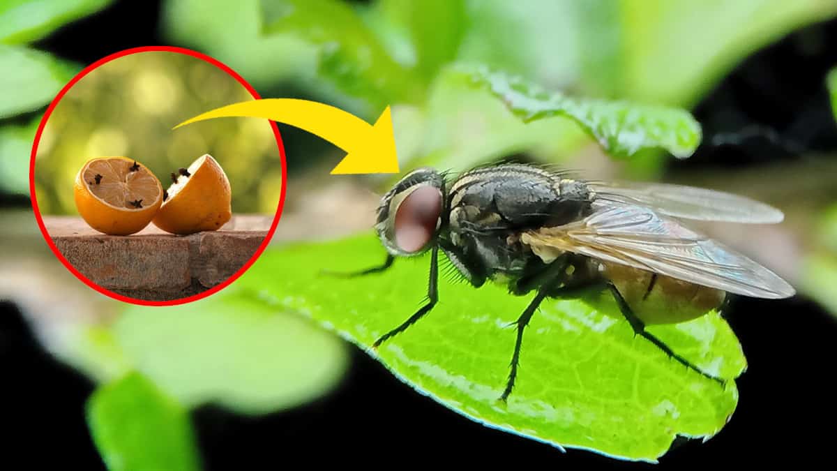 Come evitare che le mosche entrino in casa
