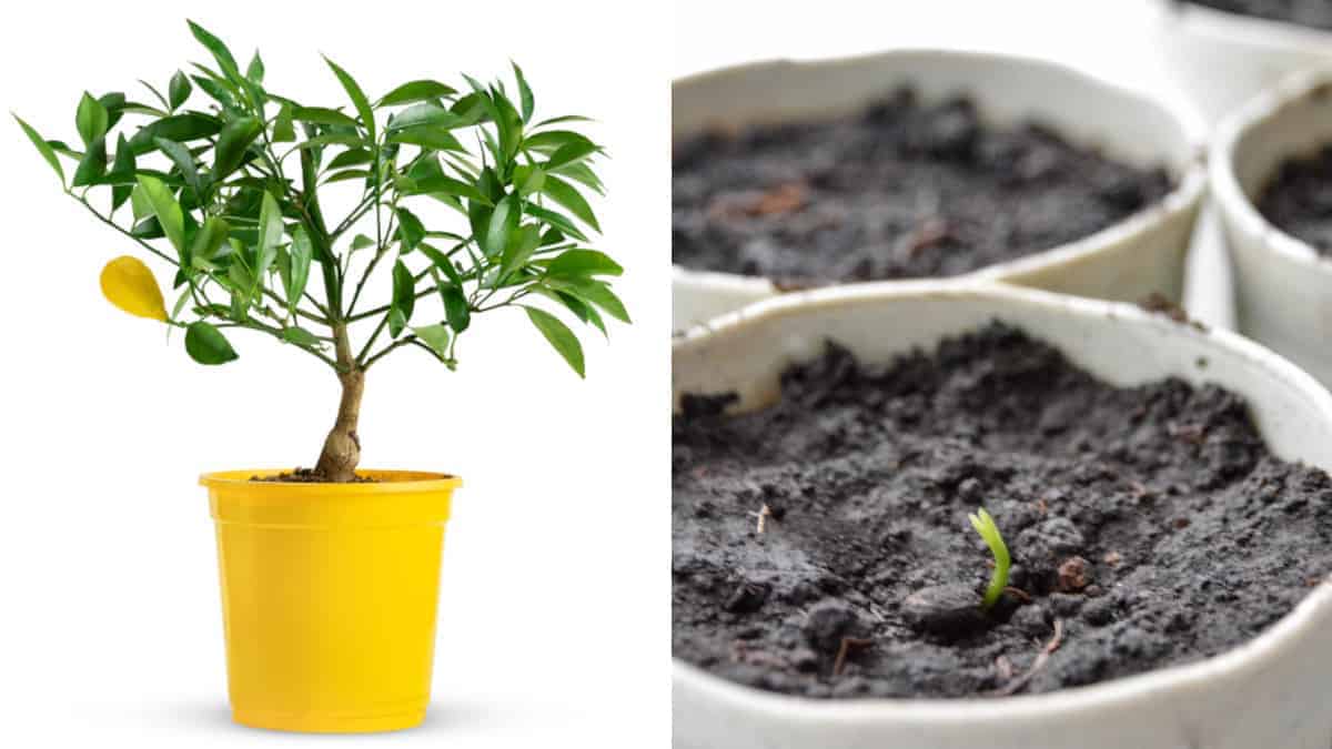 Come far crescere una pianta di limoni in vaso, così da averli sempre a disposizione