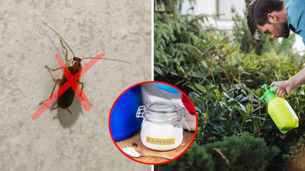 Elimina gli scarafaggi da giardino in modo che non entrino in casa con 2 trucchi infallibili