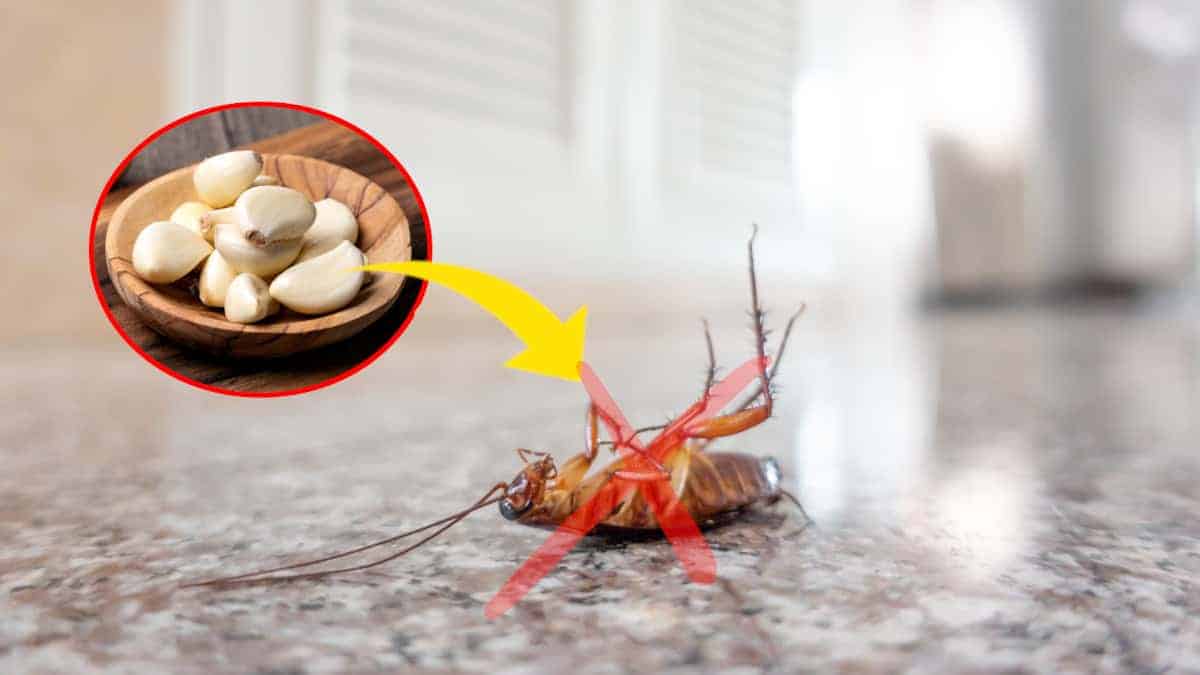 Scopri come alcuni spicchi d’aglio possono mantenere la tua casa libera dagli scarafaggi