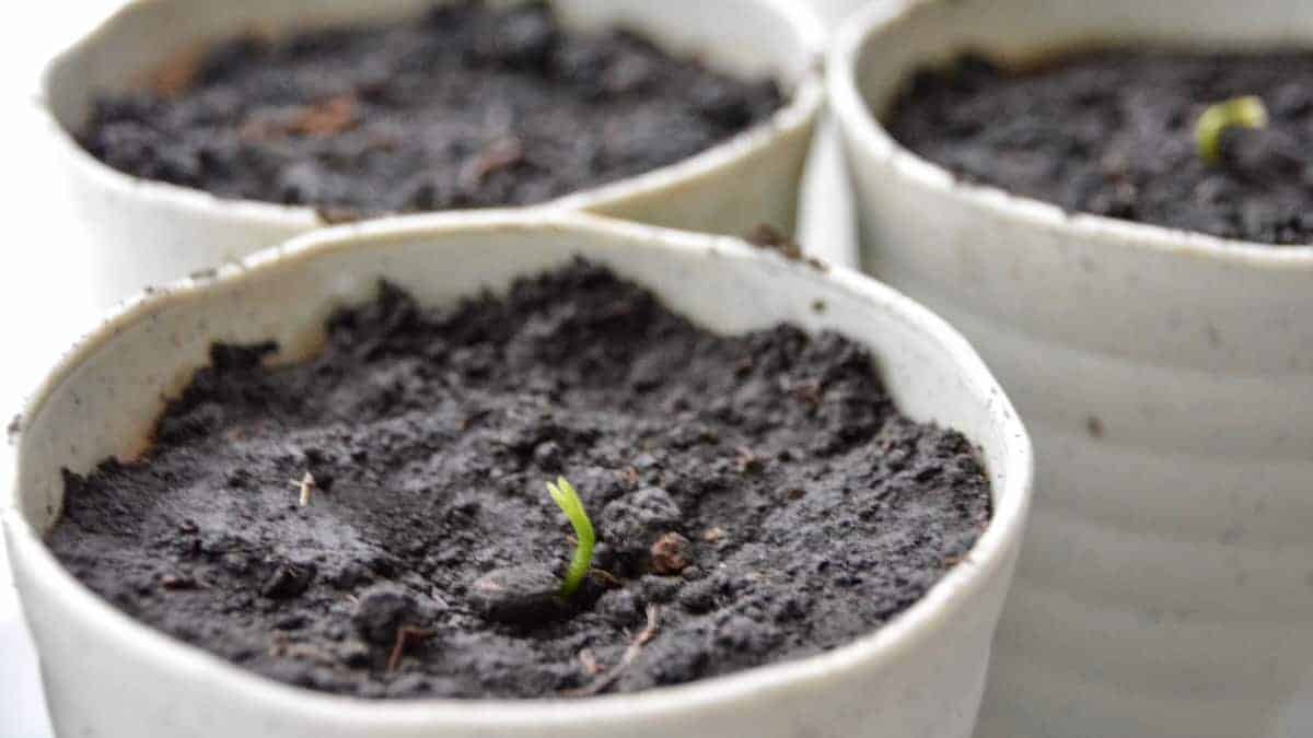 Pianta Di Lime In Vaso 24 Cm | Età 3-4 Anni | Citrus Aurantiifolia | Agrumeto Profumato Per Giardino O Terrazzo