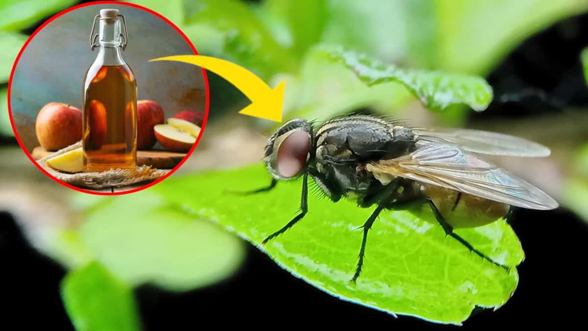 Un trucco efficace contro le mosche in casa: usa questo profumo e non le incontrerai più.