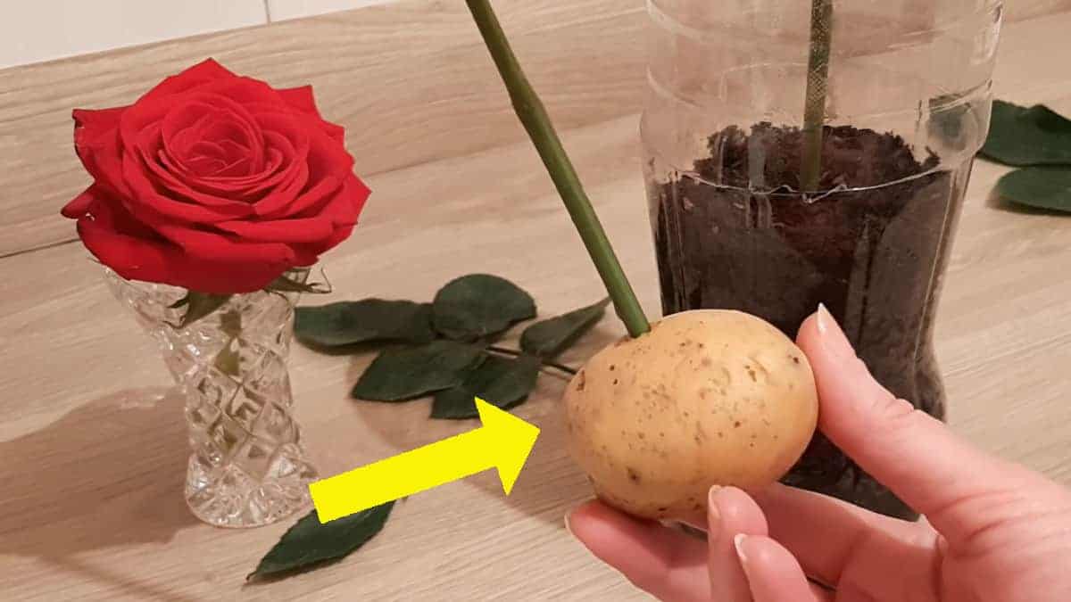 Moltiplicare le rose ‘all’infinito’ utilizzando solo una patata: ecco come fare