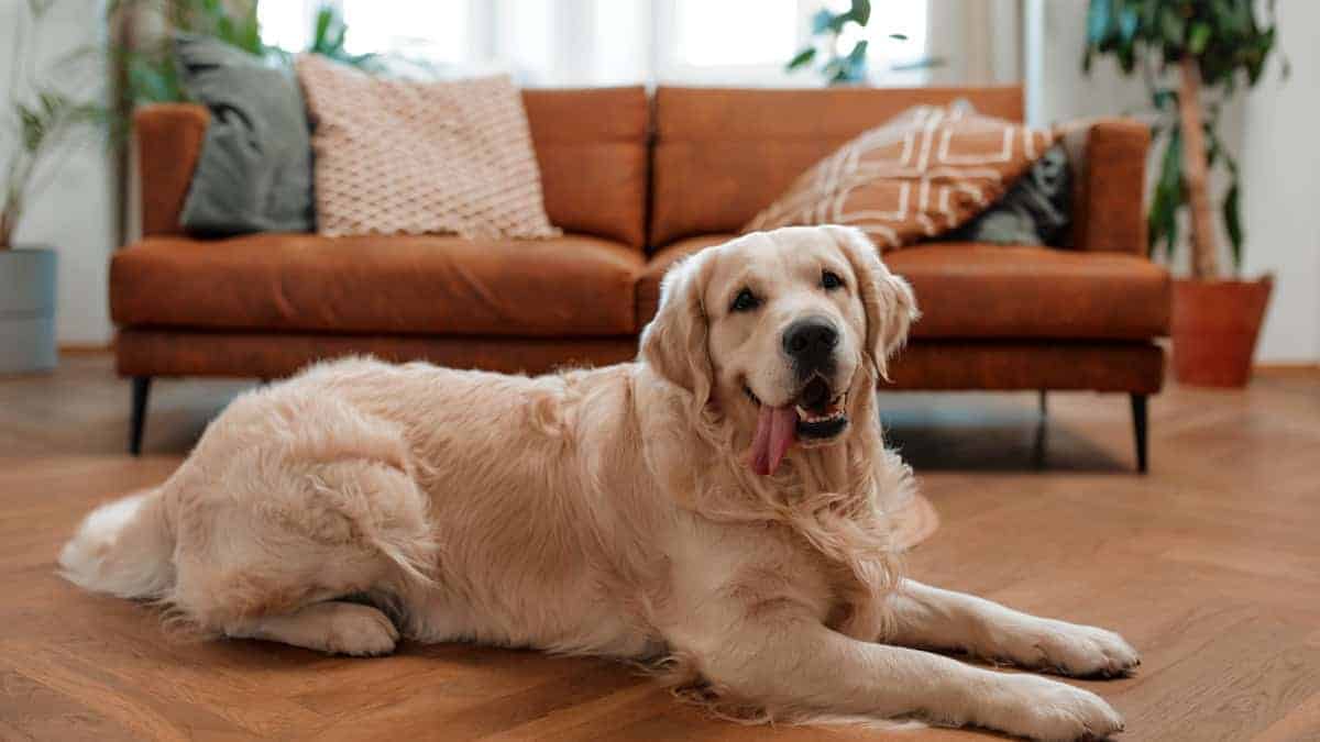 Cani in condominio: ecco cosa stabilisce la nuova legge e come proteggersi in caso di disturbo ai vicini