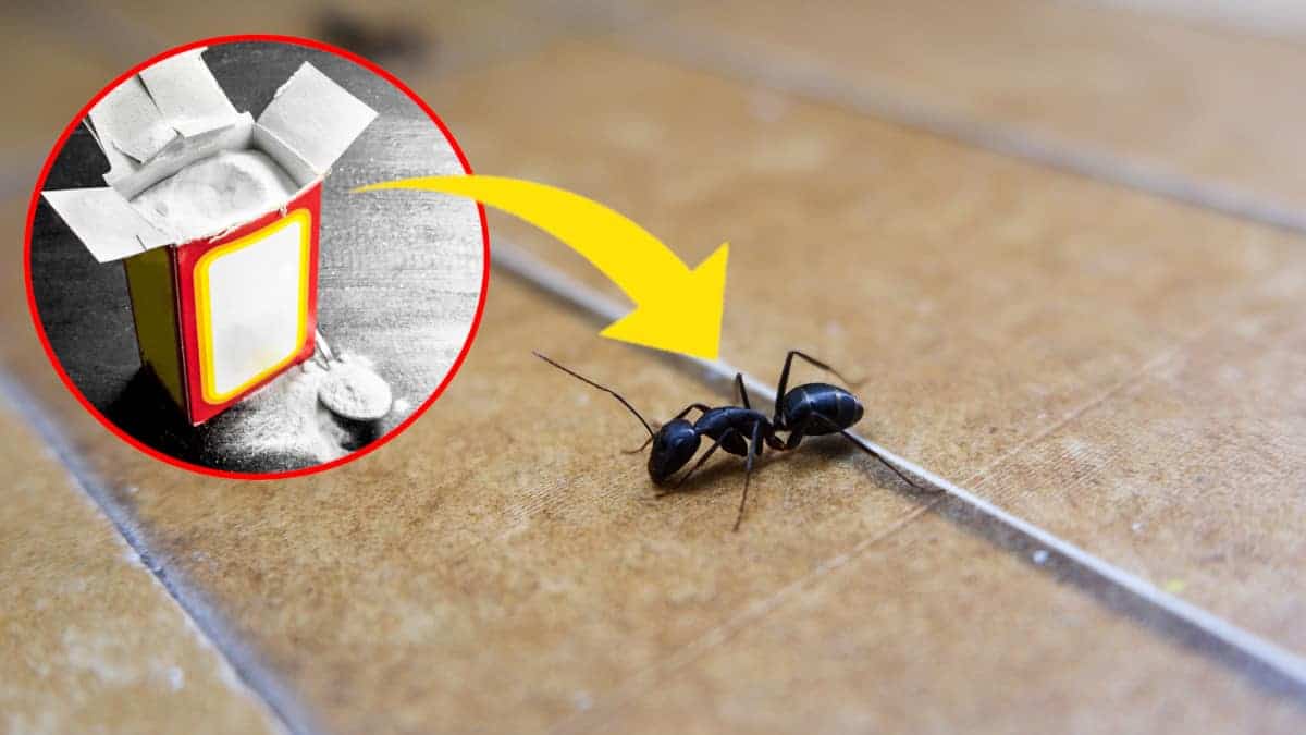 Il trucco per tenere lontane le formiche utilizzando il bicarbonato
