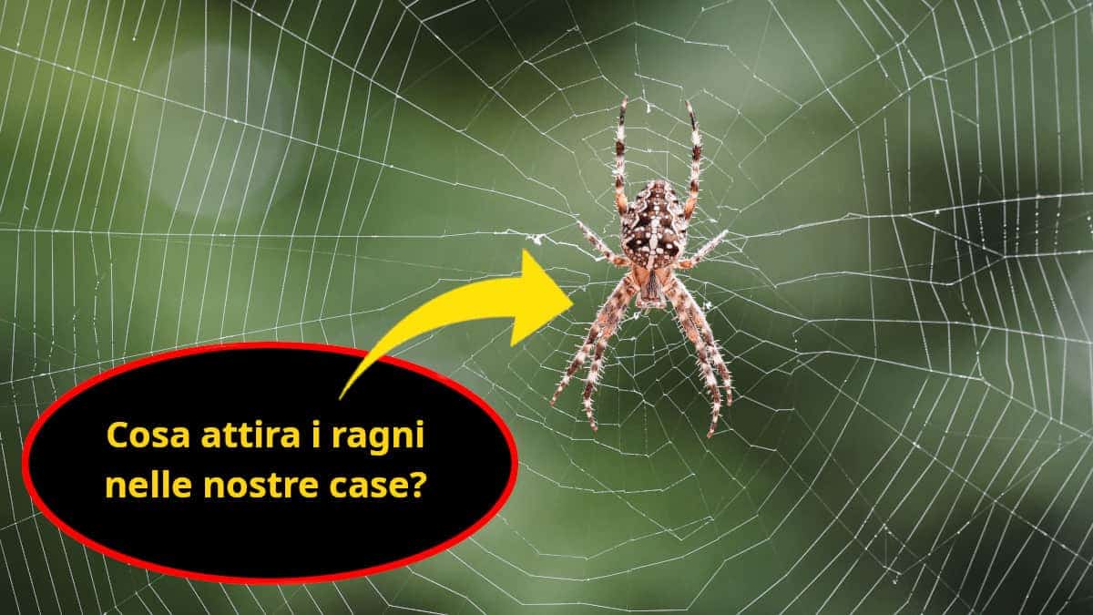 Quali sono i fattori che attirano i ragni all’interno delle abitazioni?