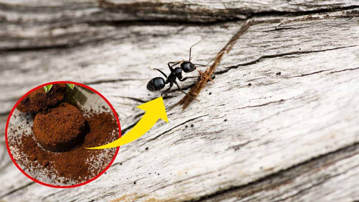 Fondi di caffè: collocati in un punto specifico della casa, risolvono un’importante problematica