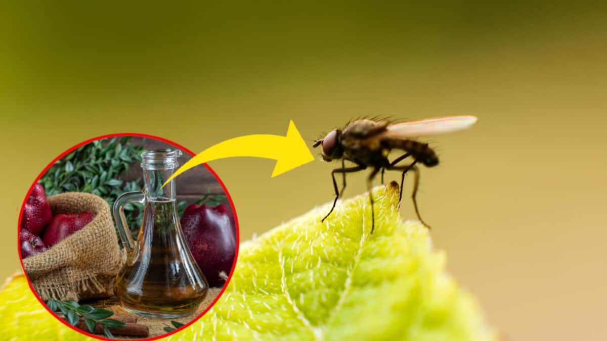 Insetticida naturale con tre ingredienti: la soluzione fai-da-te contro mosche e zanzare