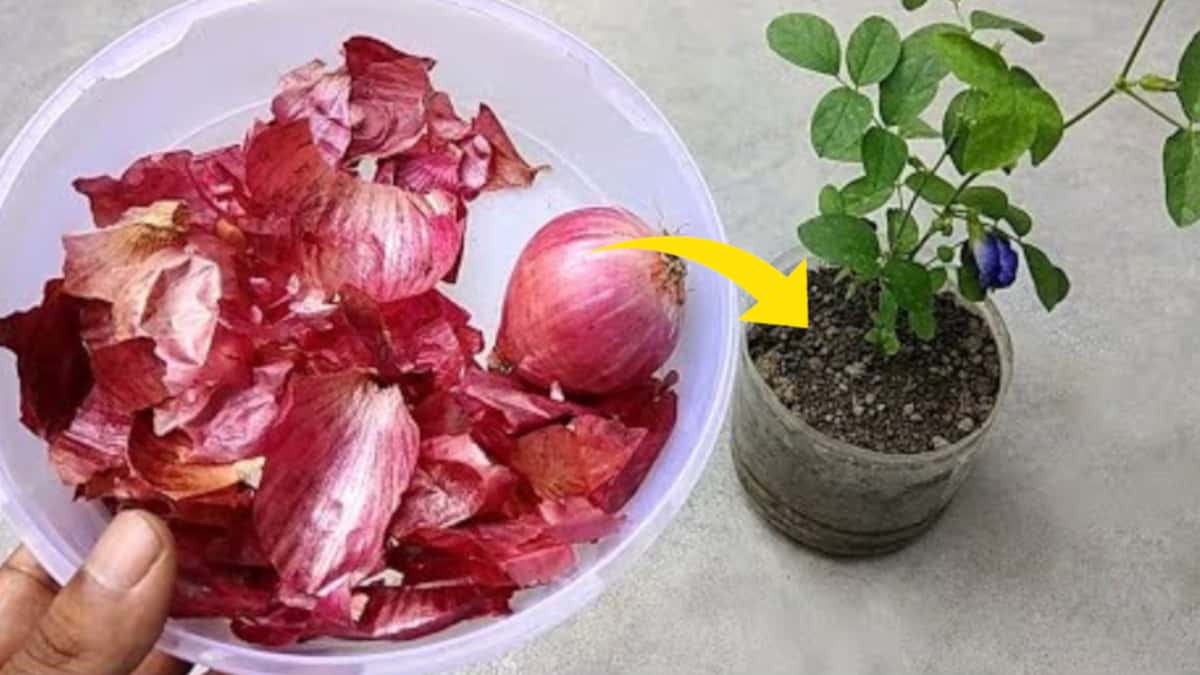 Ecco come utilizzare cipolla e buccia nel giardinaggio: i loro insospettabili benefici