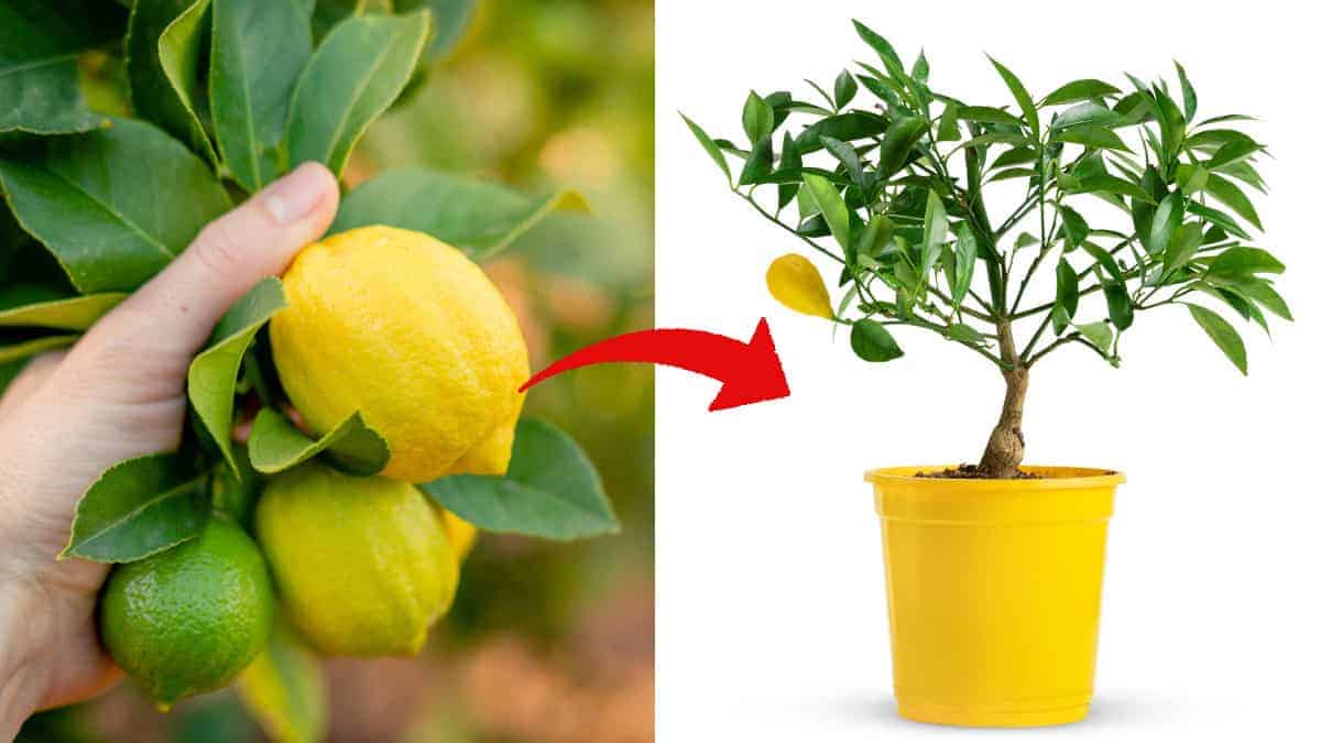 Guida alla coltivazione del limone in vaso: come ottenere frutti saporiti.