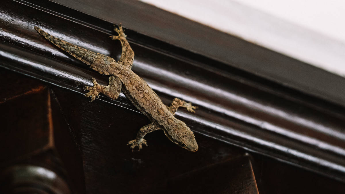 Cosa rivela la presenza di un geco nascosto nella tua casa?