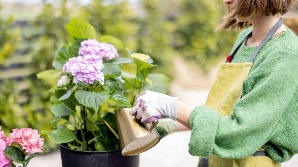 La Guida Completa Per Coltivare Ortensie In Vaso E Moltiplicarle ...