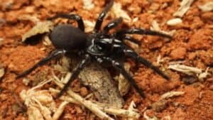 Il ragno più letale del mondo non è la vedova nera: scopriamo dove vive questa creatura temibile  --- (Fonte immagine: https://rimediincasa.com/wp-content/uploads/2023/10/ragno-1-300x169.jpg)