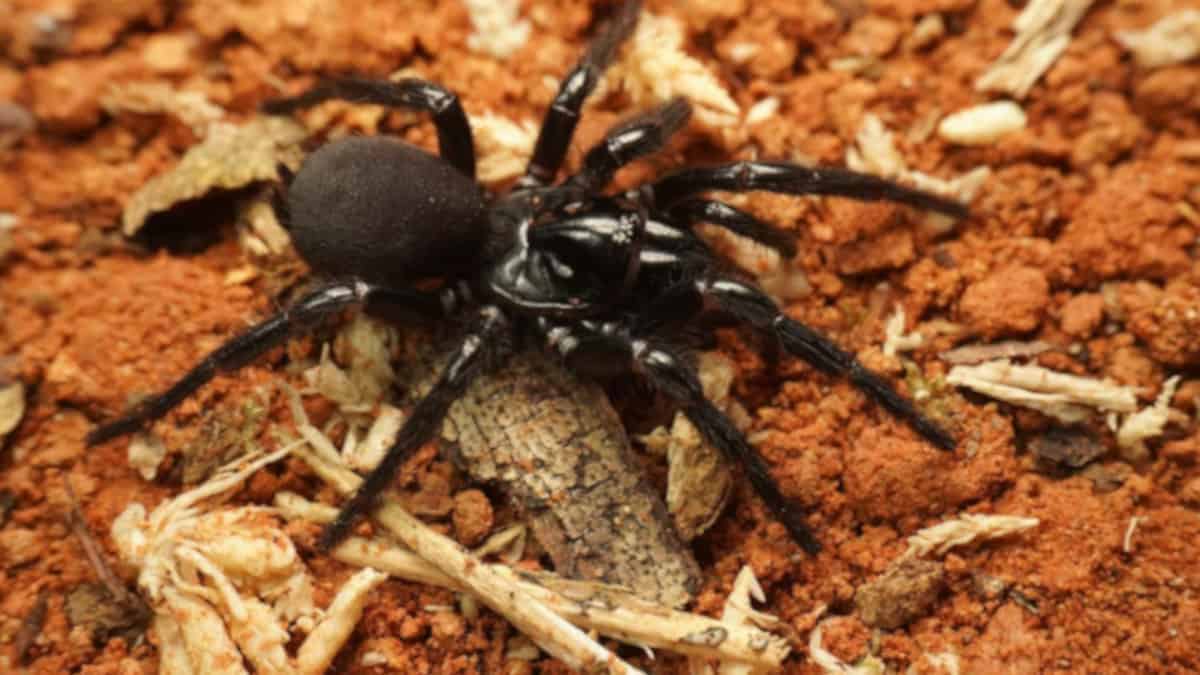Il ragno più letale del mondo non è la vedova nera: scopriamo dove vive questa creatura temibile.