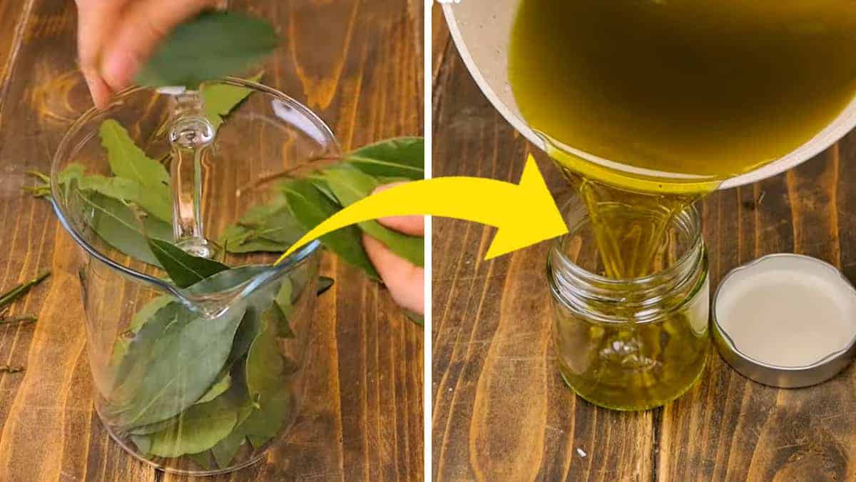 Preparazione casalinga dell’oleolito di Alloro: guida per usare foglie fresche e olio extravergine d’oliva