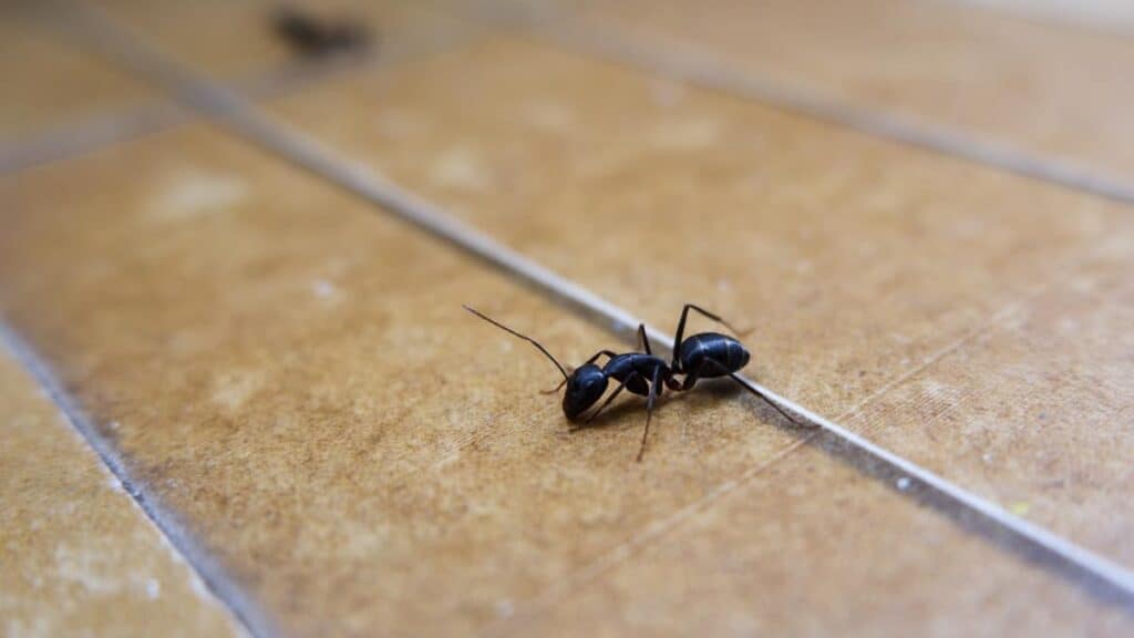 Come eliminare per sempre pulci, formiche e scarafaggi dalla tua casa 