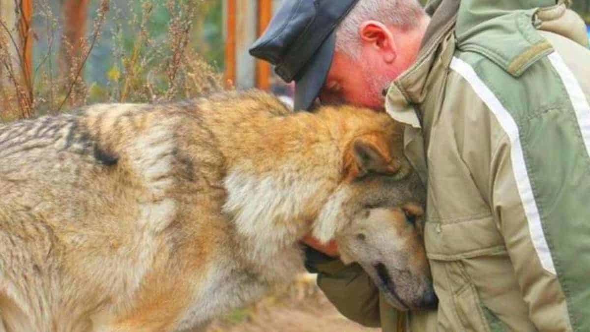 Guardaboschi mostra compassione alimentando una lupa: in seguito, tre lupi si avvicinano al villaggio