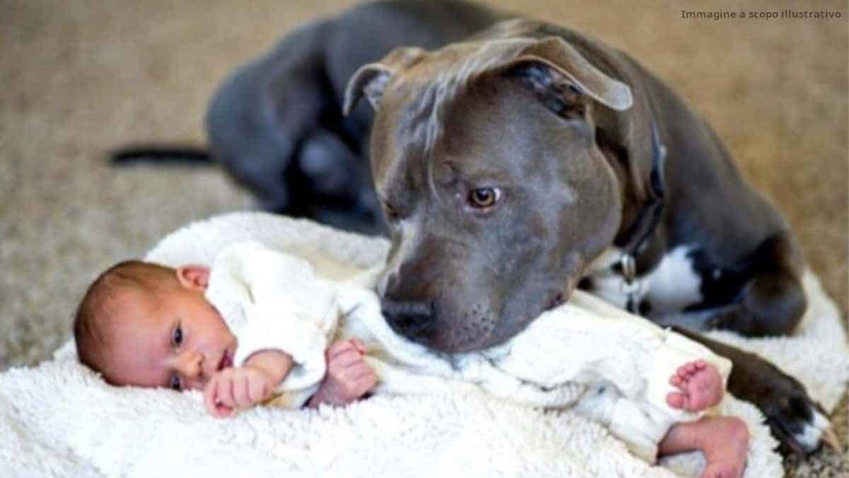 Lasciano il loro figlio da solo, con un cane ritenuto “potenzialmente pericoloso”, lasciando riflettere milioni di persone.