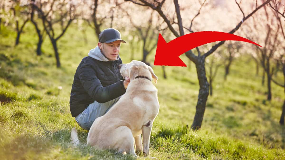 Secondo un recente studio, i cani riescono a capire quando parli con loro