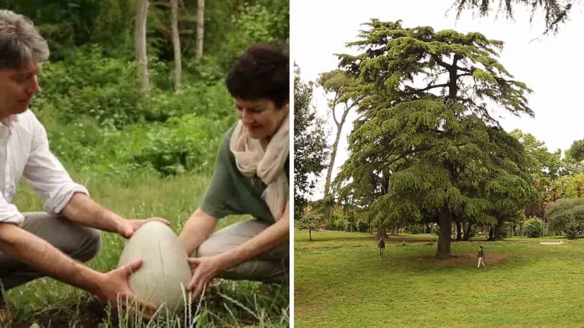 Creano un cimitero ecologico dove i corpi vengono trasformati in alberi in Europa