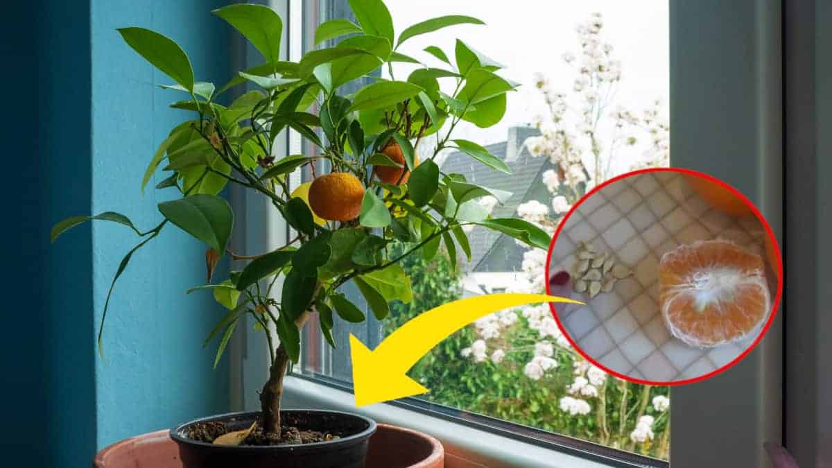 Come coltivare una pianta di mandarini in casa, in modo da poter godere con le vostre mani dei suoi frutti.