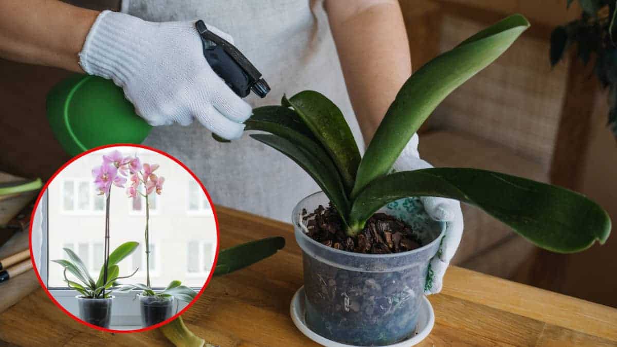 Orchidea: il segreto per un fioritura prolungata è questo semplice trucco