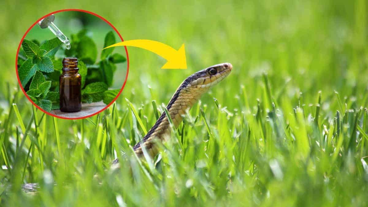 Serpenti in giardino? Ecco qual è l’ingrediente naturale che li terrà per sempre alla larga dalla vostra proprietà.