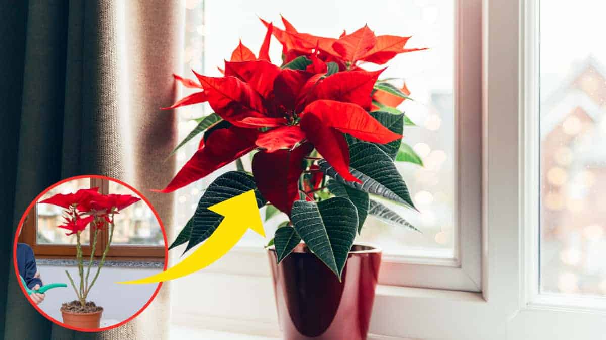 Consigli per curare e coltivare la stella di Natale: evita figuracce con chi te l’ha regalata