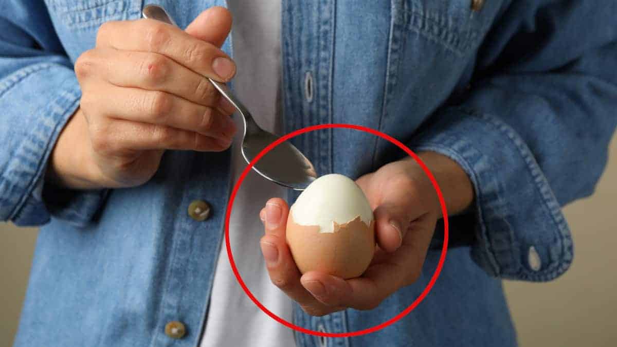 È salutare mangiare le uova? Gli esperti di Harvard rivelano la quantità di assunzione giornaliera raccomandata