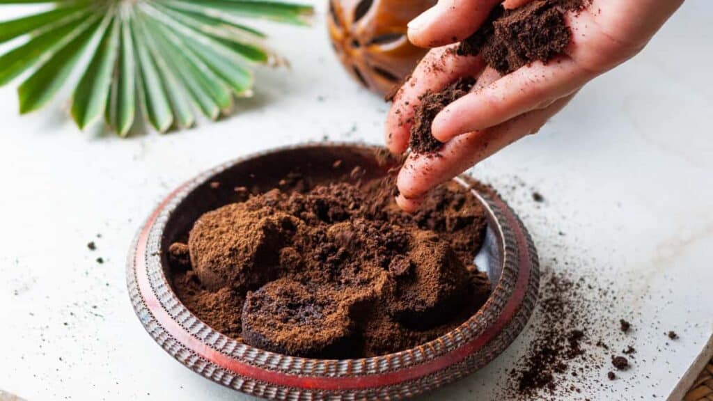 I fondi di caffè, spesso considerati spazzatura, possono diventare un fertilizzante potente ed ecologico per le tue piante