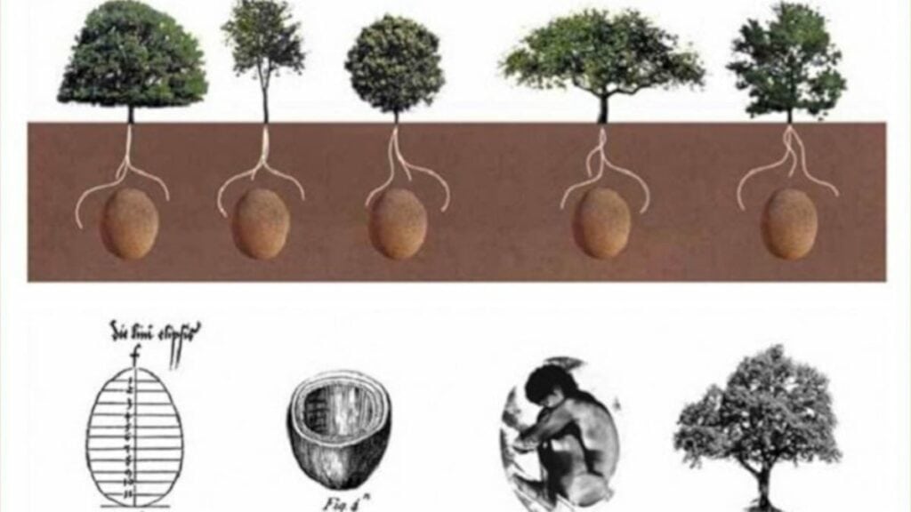 Capsula Mundi: l'urna biodegradabile che trasforma in corpi in alberi