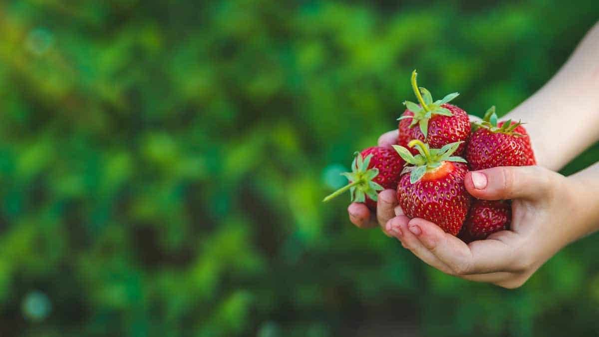 Fragole, un frutto ideale per combattere la progressione della demenza.
