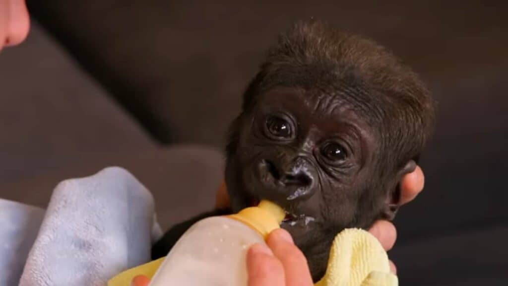 il guardiano dello zoo australiano sta allattando un cucciolo di gorilla gravemente malato