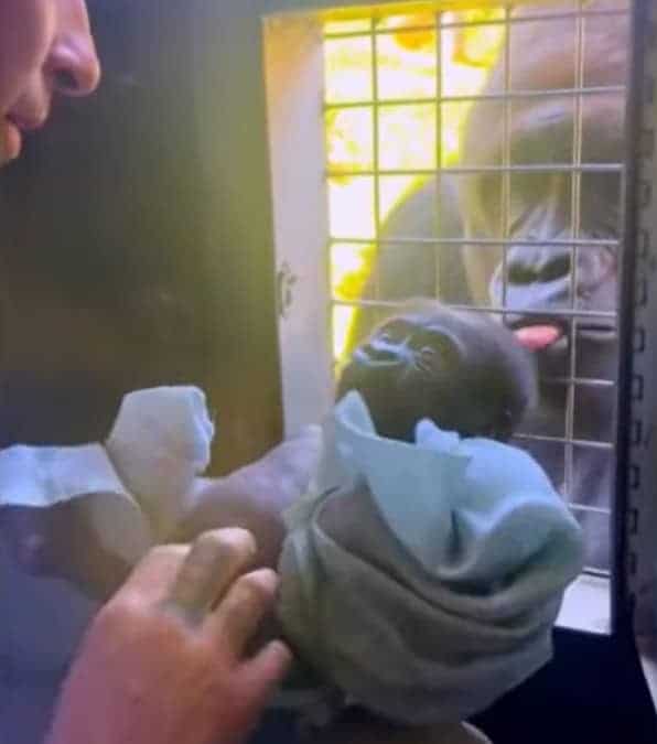 il guardiano dello zoo australiano sta allattando un cucciolo di gorilla gravemente malato