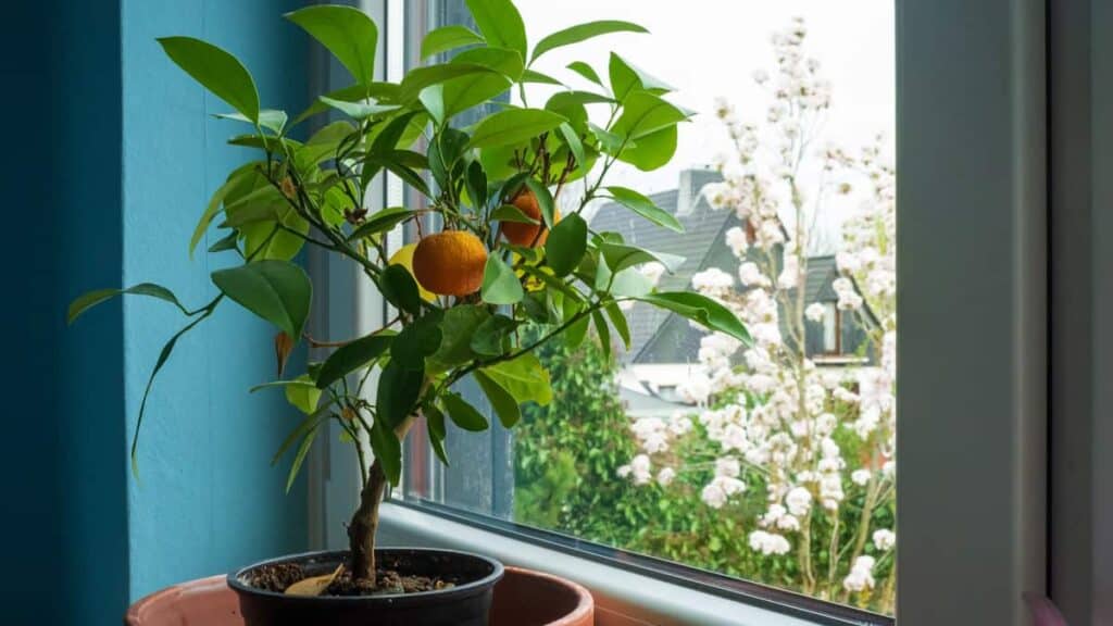 come far crescere un albero di mandarino, da un seme, in casa tua.