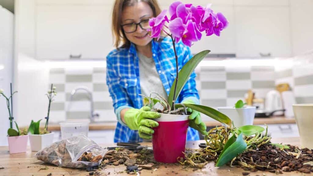ecco un trucchetto per favorire la fioritura dell'orchidea