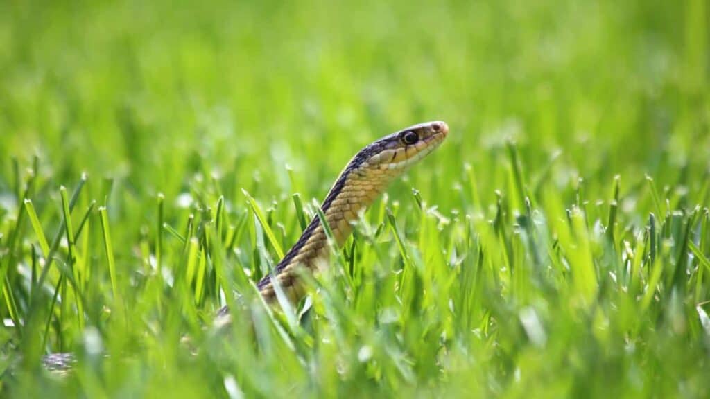 un rimedio naturale e profumato per tenere i serpenti lontano dal nostro giardino