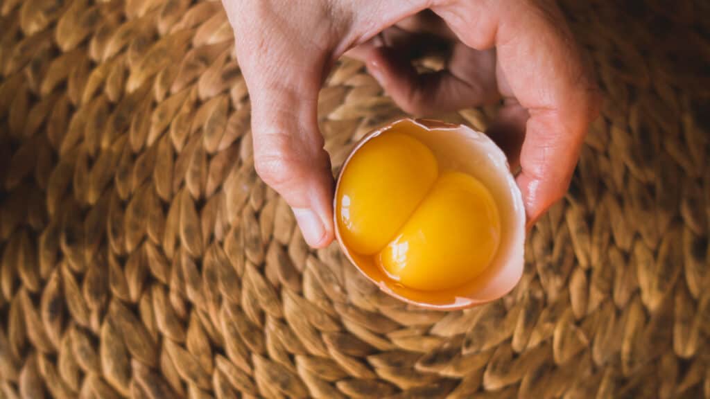 Come mai alcune uova hanno il doppio tuorlo?
