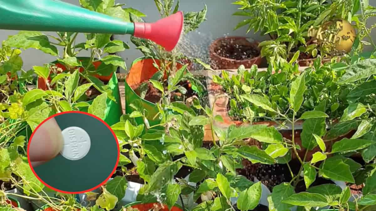 Aspirina scaduta? Ecco come riutilizzarla per rinvigorire le vostre piante.