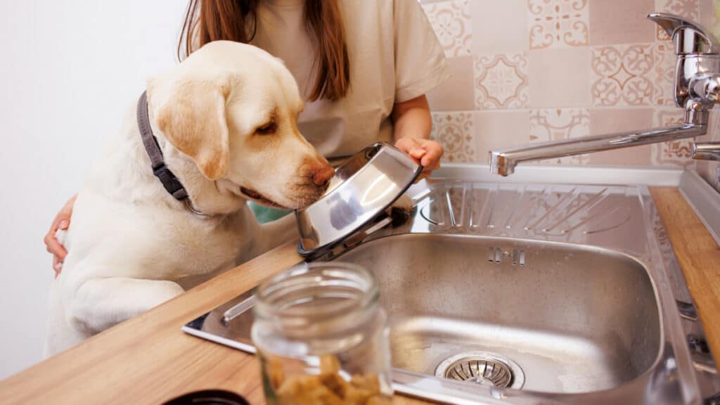 come mantenere pulite e sicure le ciotole di cibo e acqua dei tuoi amici a quattro zampe