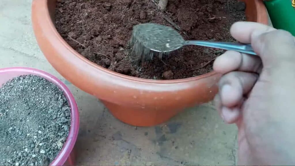 Come creare in casa un fertilizzante per piante