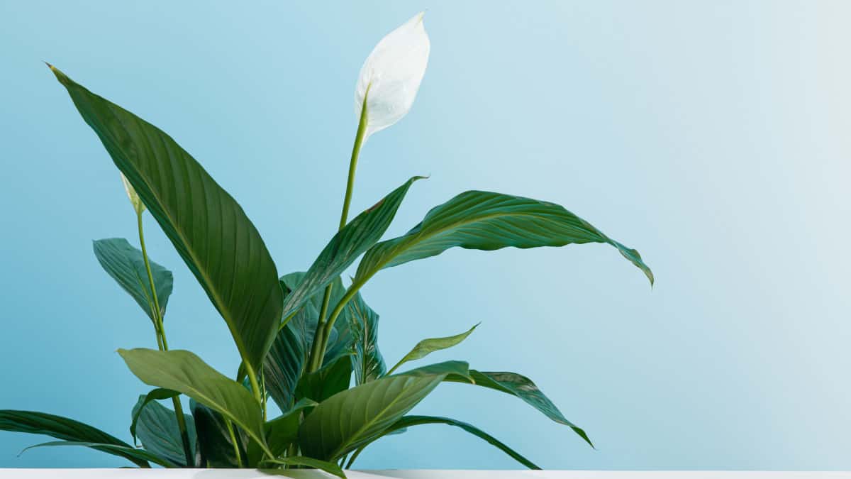Guida alla coltivazione dello spatafillo in ambiente domestico: consigli per la fioritura e il rinvaso