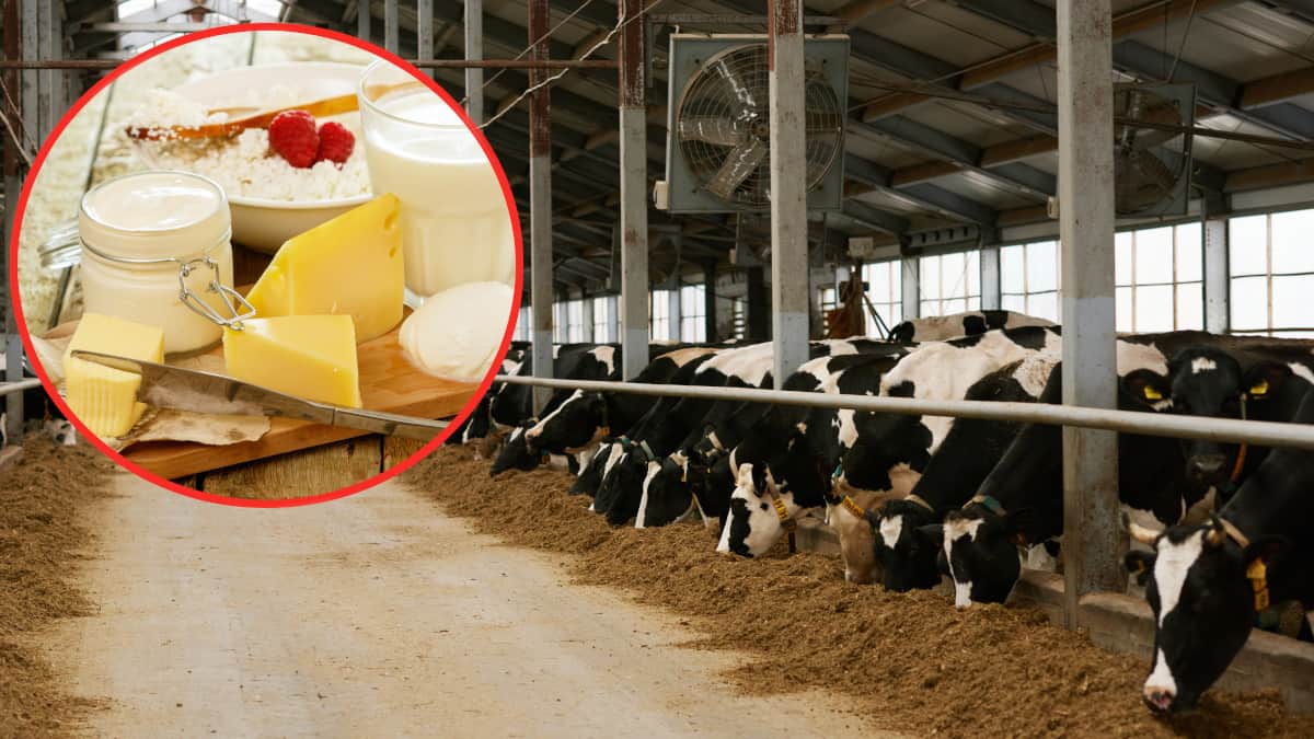 Il latte e i formaggi che mangiamo vengono da animali o da laboratori?